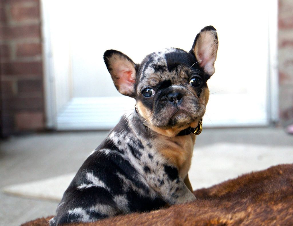 Tri Color French Bulldog