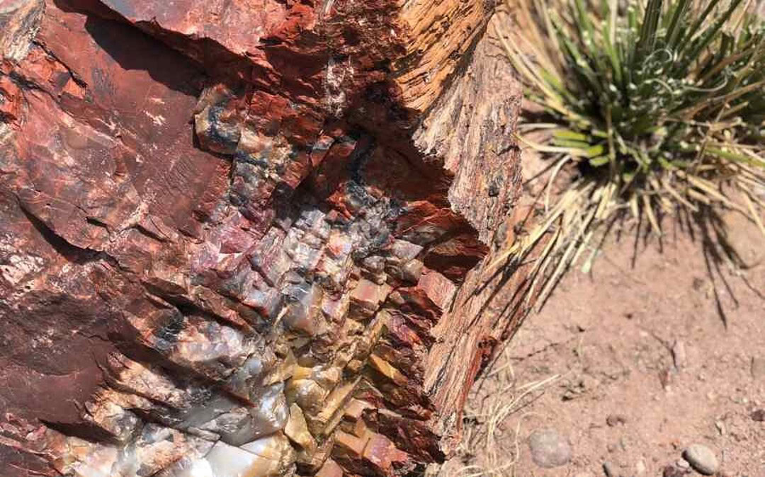 Petrified/Painted/Meteor