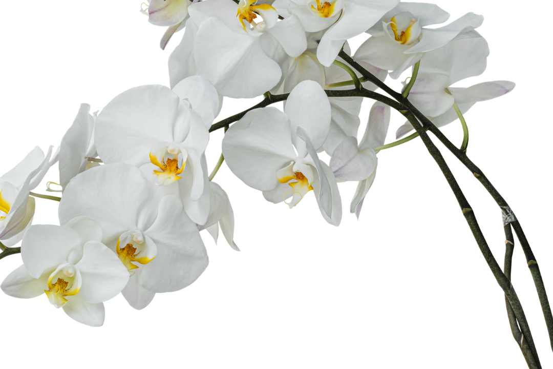 best sympathy flowers 5