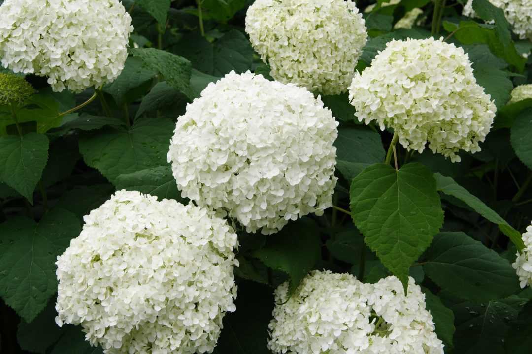 best sympathy flowers 8