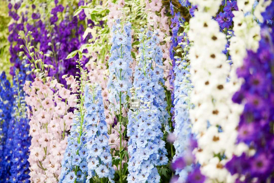 best sympathy flowers 9