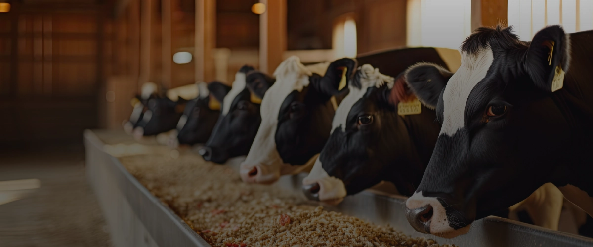Seamless SAP Transition and Enhanced Functionality for Cattle Feed Manufacturer