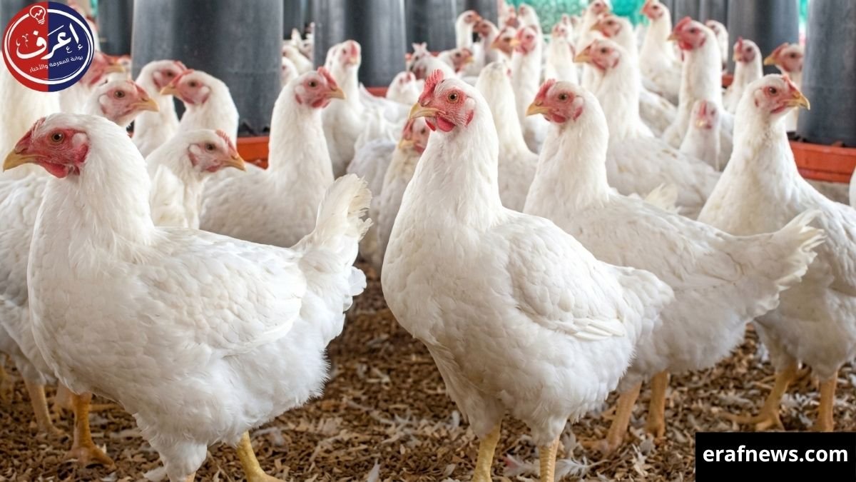 أسعار الفراخ البيضاء اليوم