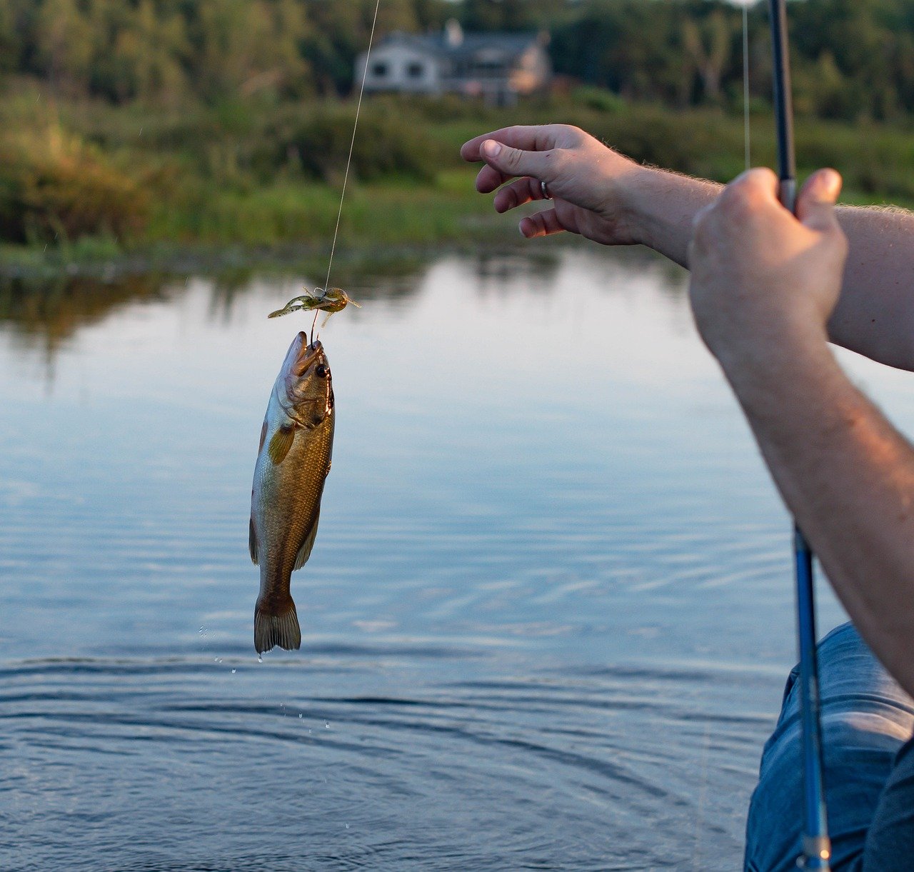 types of fishing, fish,