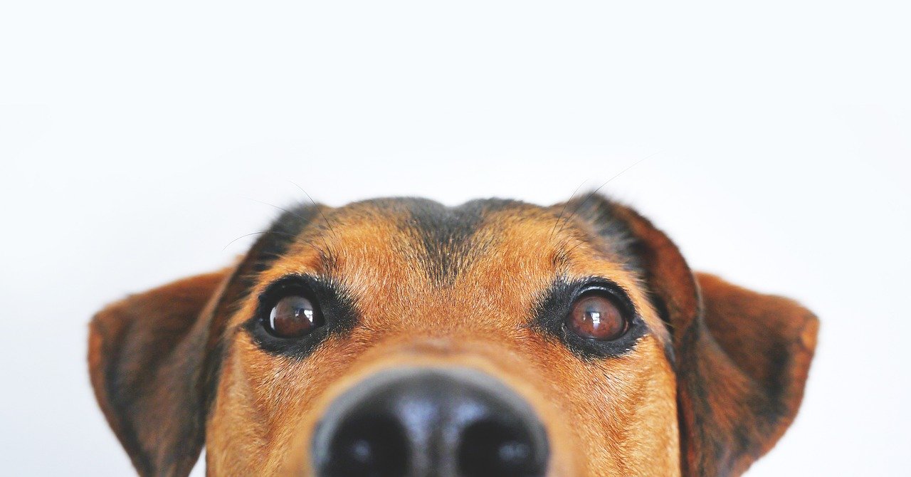 getting a dog, keeping dogs calm when left alone