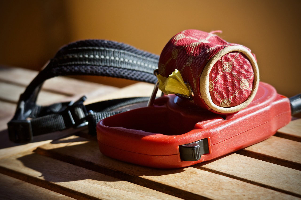 leash dog, tips for traveling with a dog