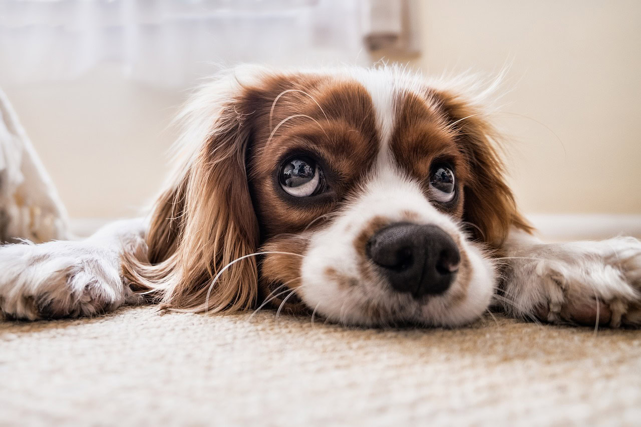 getting a dog, best companion dog breeds