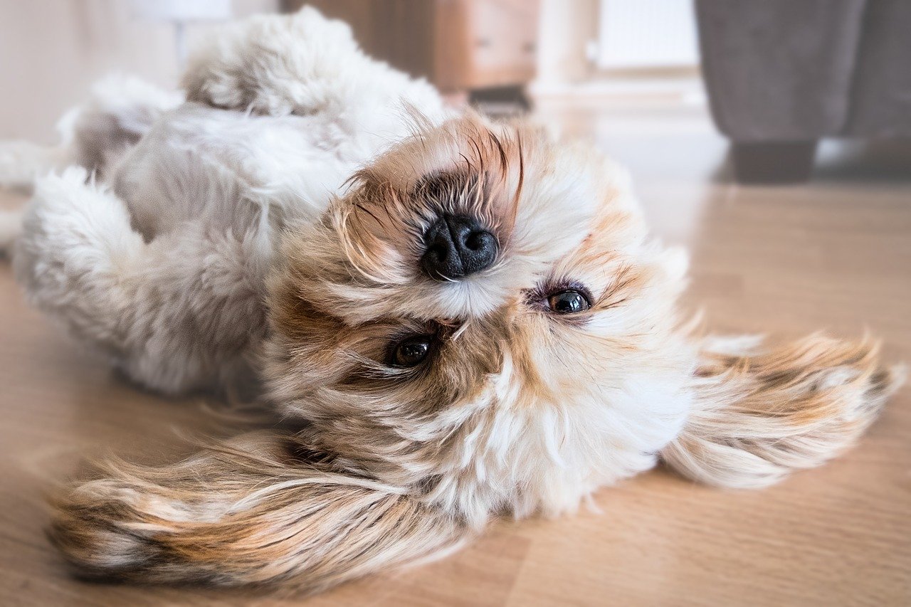 getting a dog, How to Soothe an Anxious Dog