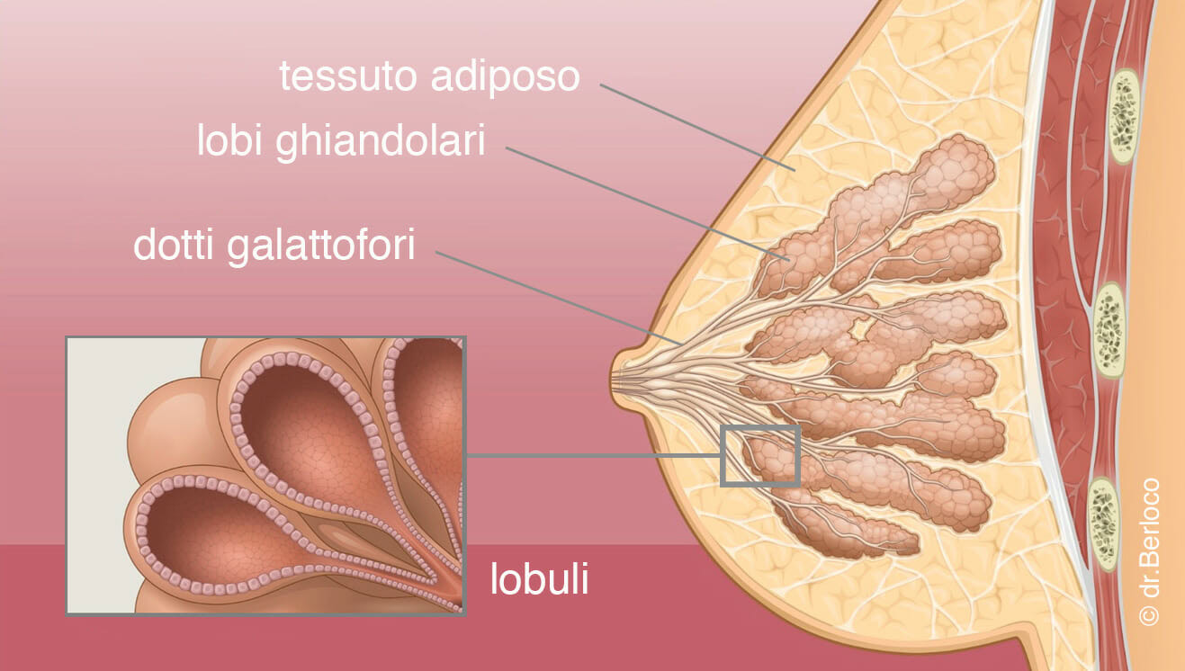 anatomia-seno-mammografia-centro-medico-ponticello