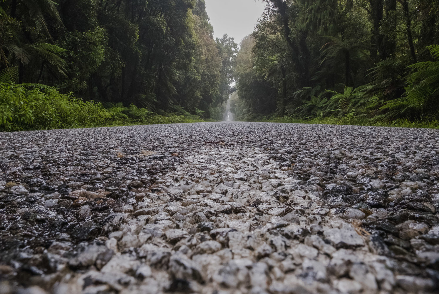 Straße nach Jackson Bay mit Bäumen an der Seite