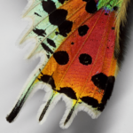 Madagascan Sunset Butterfly