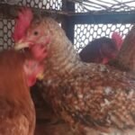 توازن العرض يثبّت بورصة الطيور.. أسعار الفراخ البيضاء اليوم الثلاثاء 19 مايو 2026 ومستجدات كرتونة البيض والكتاكيت في مصر أسعار الفراخ اليوم