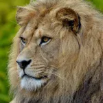A lion resting on the savannah in Lake Manyara National Park, Tanzania