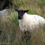 img 4537