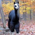alpaca