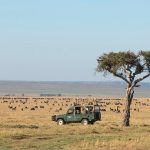 Wildebeests in the Mara Plains