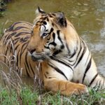 Tiger at Kanha National Park by Ashish Gautam Creative Commons License
