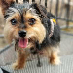 Pet Friendly Places in Canton Georgia, relocate to the UK with a pet