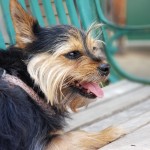 Pet Friendly Places in Canton Georgia