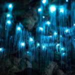 Underground Caves, Glowworm Caves