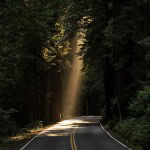 Sequoia,