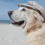 dog at the beach, tips for traveling with a dog
