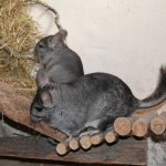 exotic pet care, chinchilla