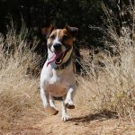 jack russell, travel friendly dog breeds, How to Soothe an Anxious Dog