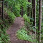 hiking, woods