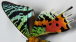 A Portfolio of Art by Janelle Hickson - Madagascan Sunset Butterfly