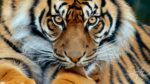 Wildlife Photography | Sumatran Tiger
