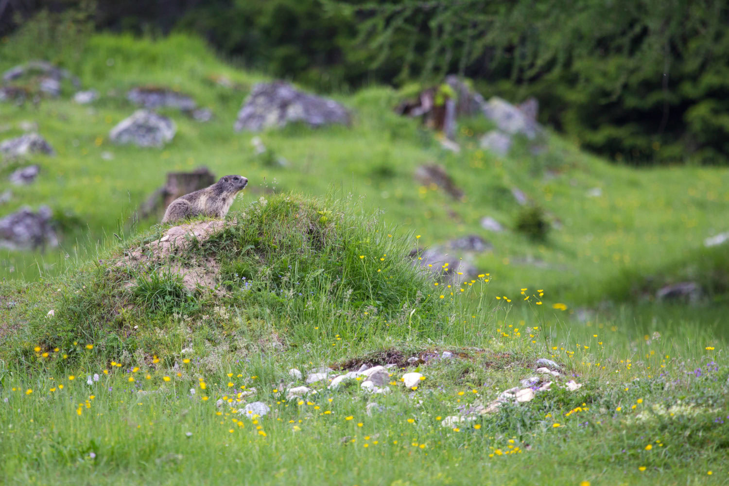 Murmeltier auf Wachposition in Wiesenlandschaft