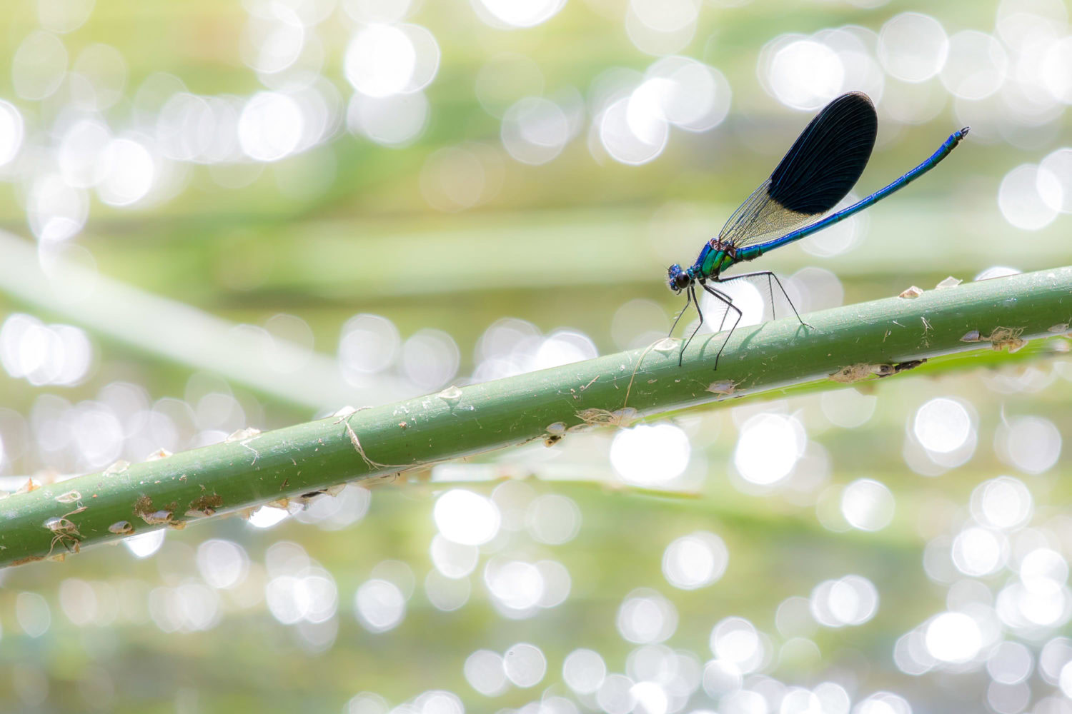 Doppelflügelige Libelle vor glitzerndem Wasser