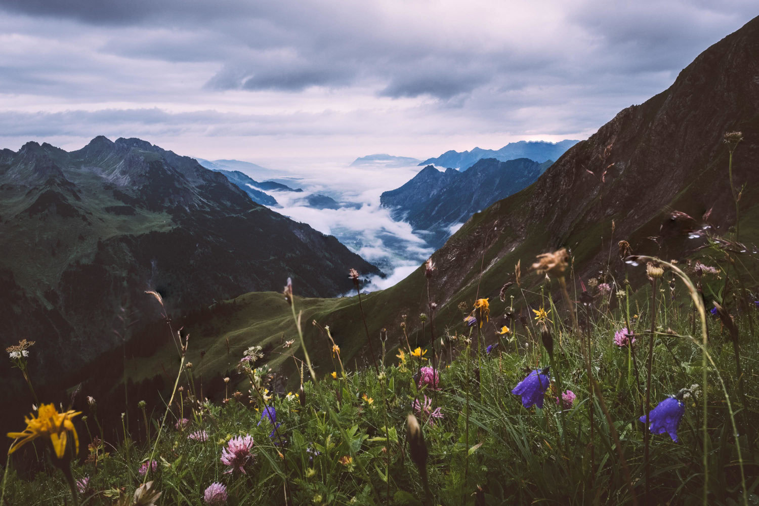 Bergwiese mit Blick auf das Tal hinter Oberstdorf