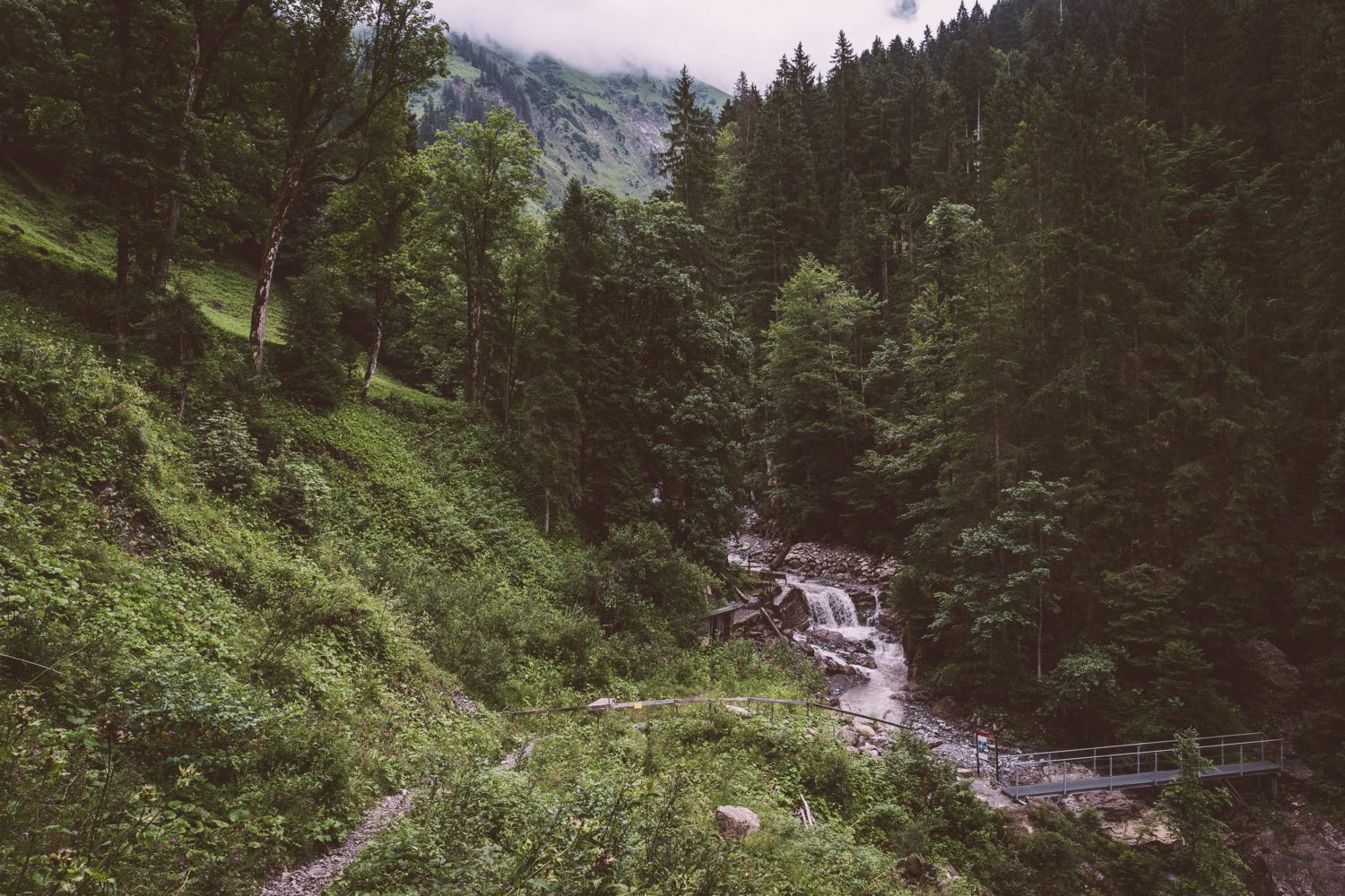 Waldweg mit Bachlauf