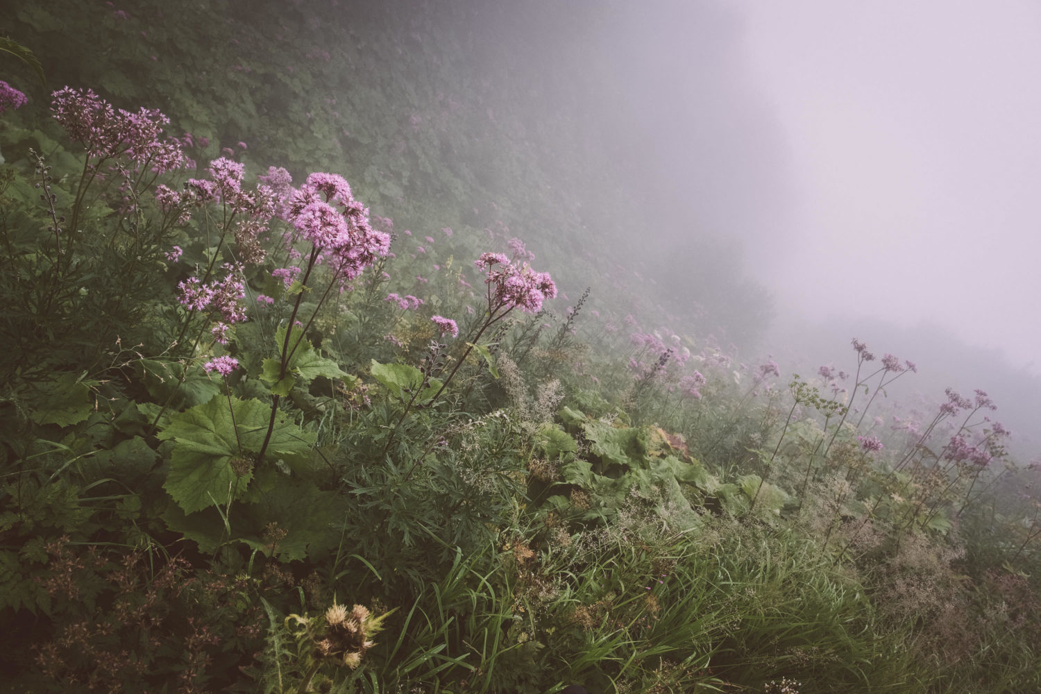 Bergwiese mit lilanen Blumen im Nebel