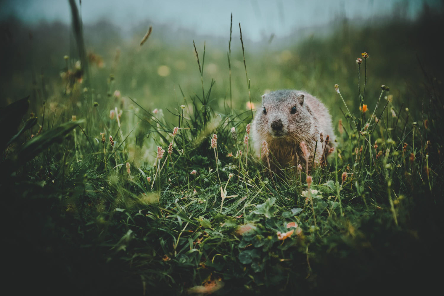 Murmeltier im Gras in den Alpen