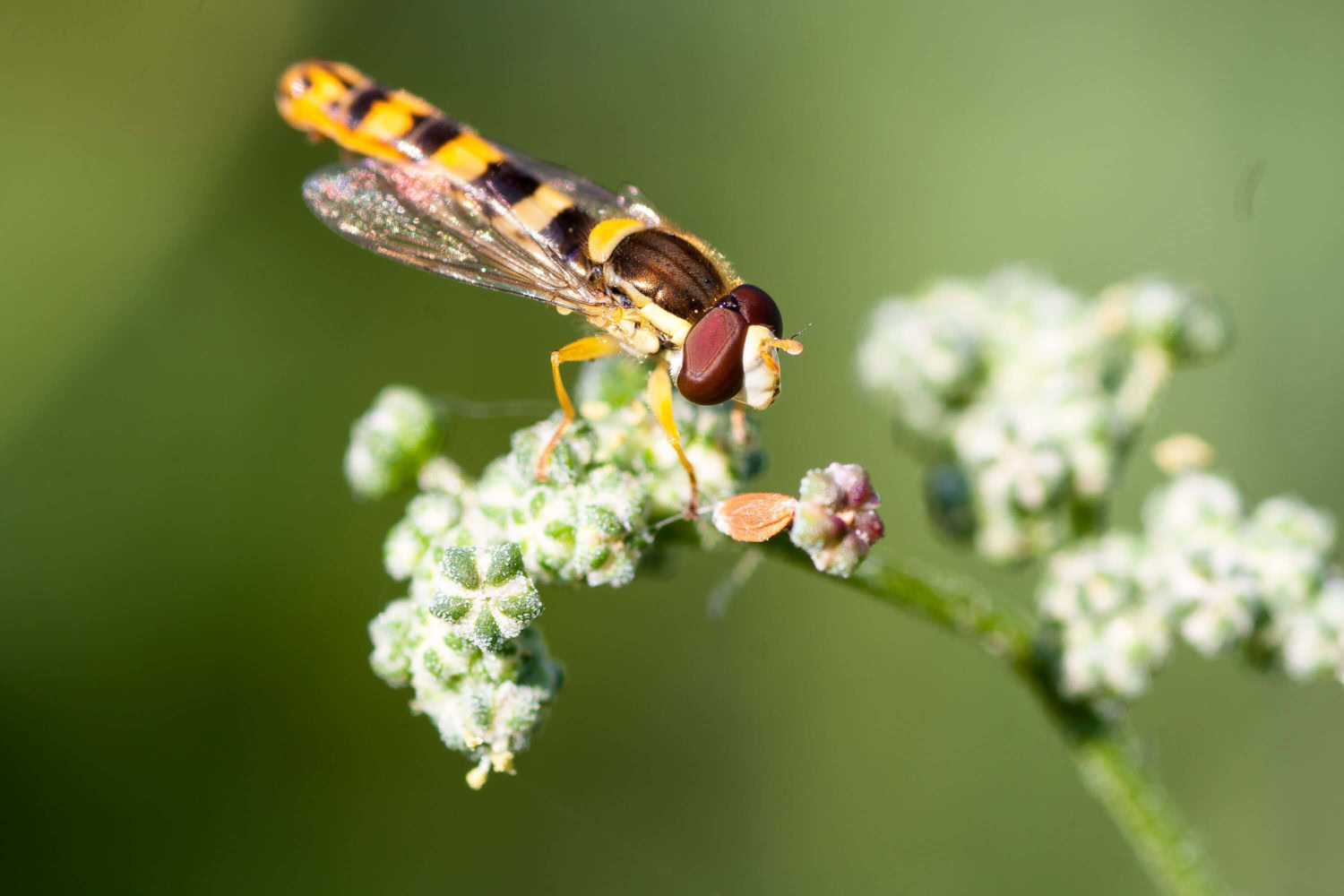 Schwebfliege