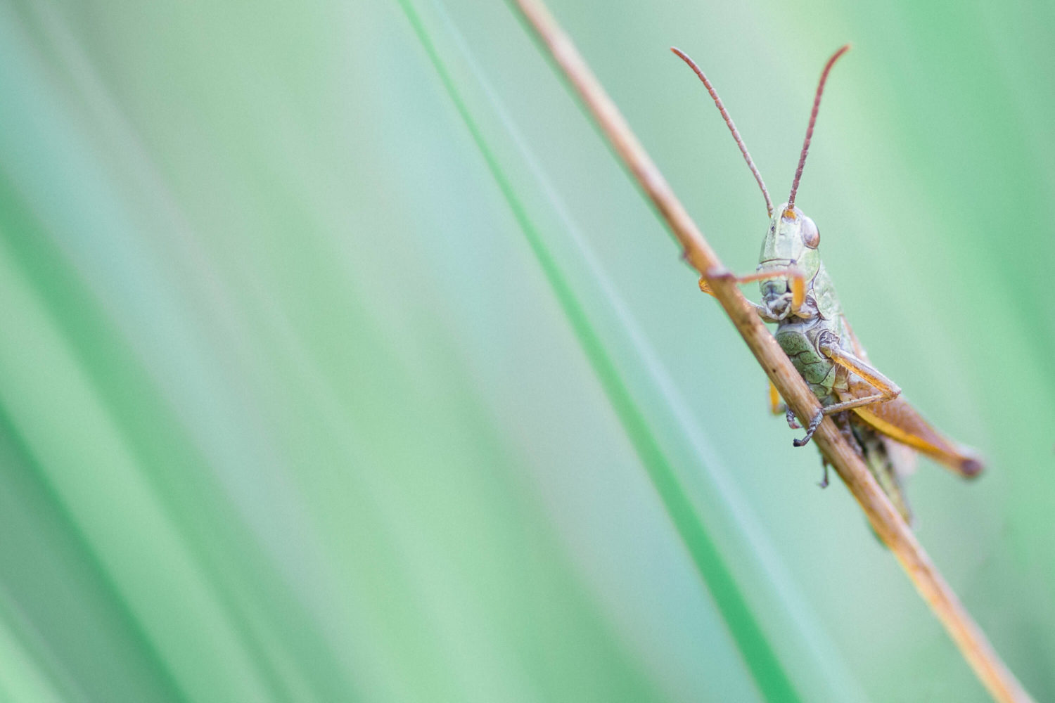 Makrofotografie eines Bunten Grashüpfers (Omocestus viridulus)