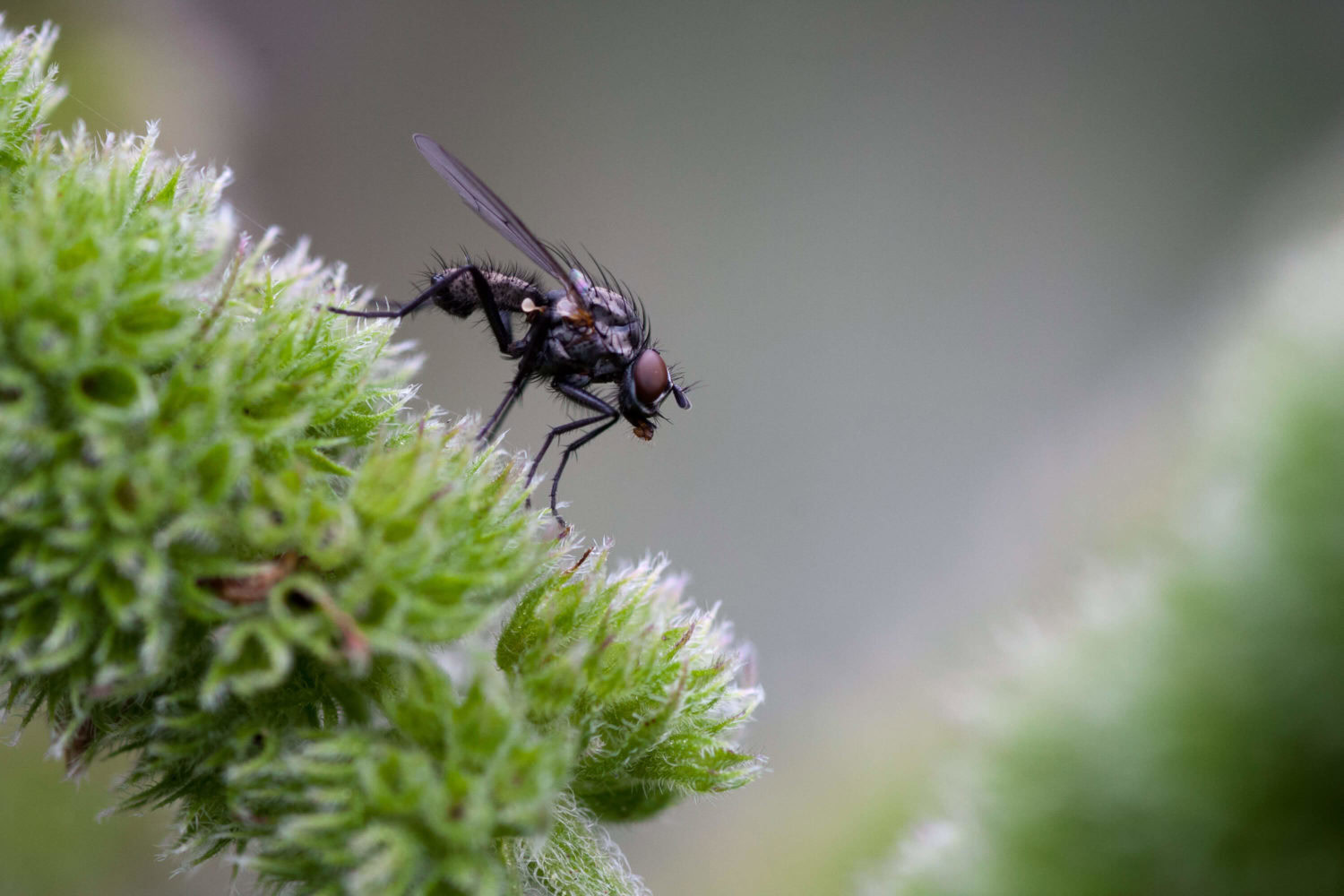 Fliege im Garten