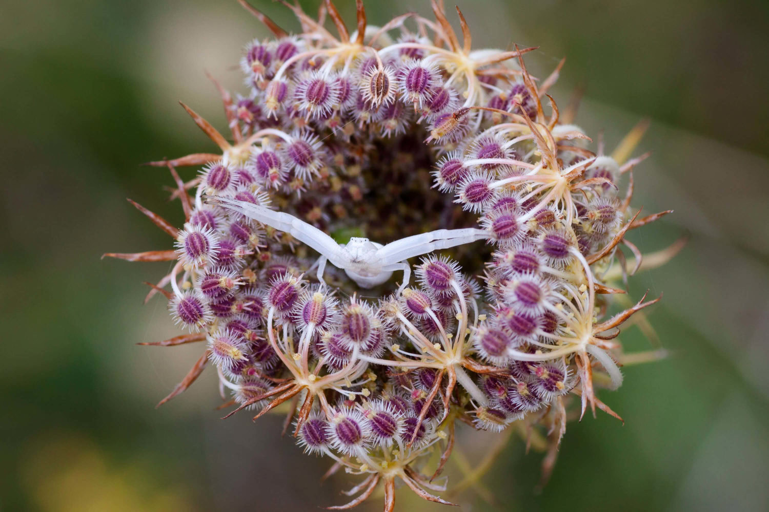 Makroaufnahme einer Krabbenspinne in einer Blüte