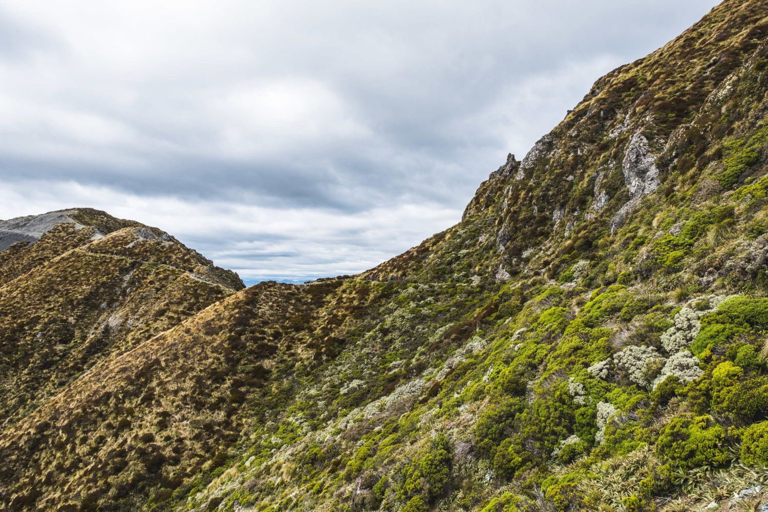 Wanderer auf einem Pfad durch Tussock Graslandschaft