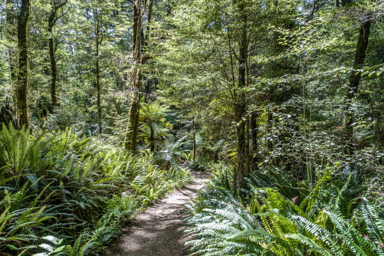 Weg durch den Birkenwald auf dem Kepler Track