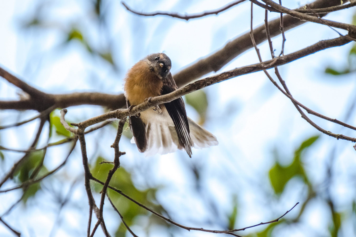 Fantail in einem Baum