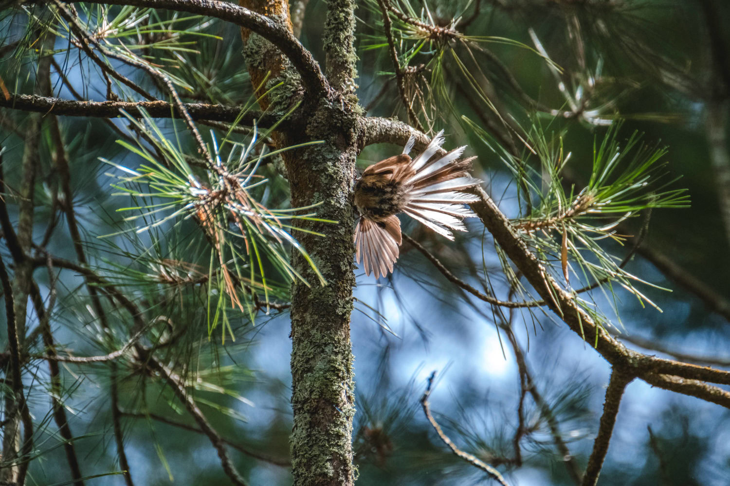 Gefieder des Fantail
