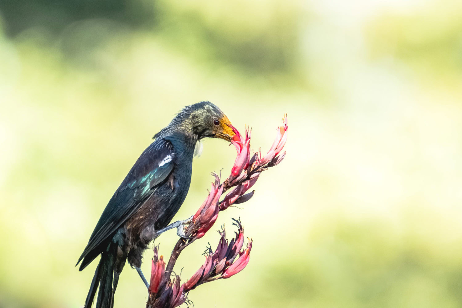 Tui auf einer Pflanze