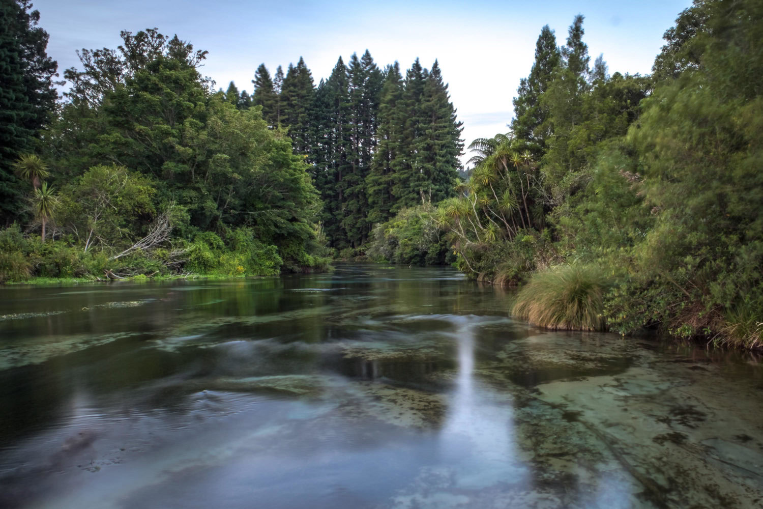 Flusslauf mit Wald in den Hamurana Springs