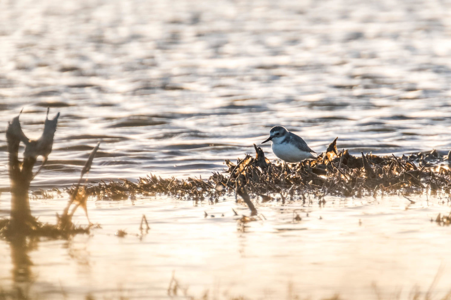 Vogel mit krummem Schnabel in der Abendsonne