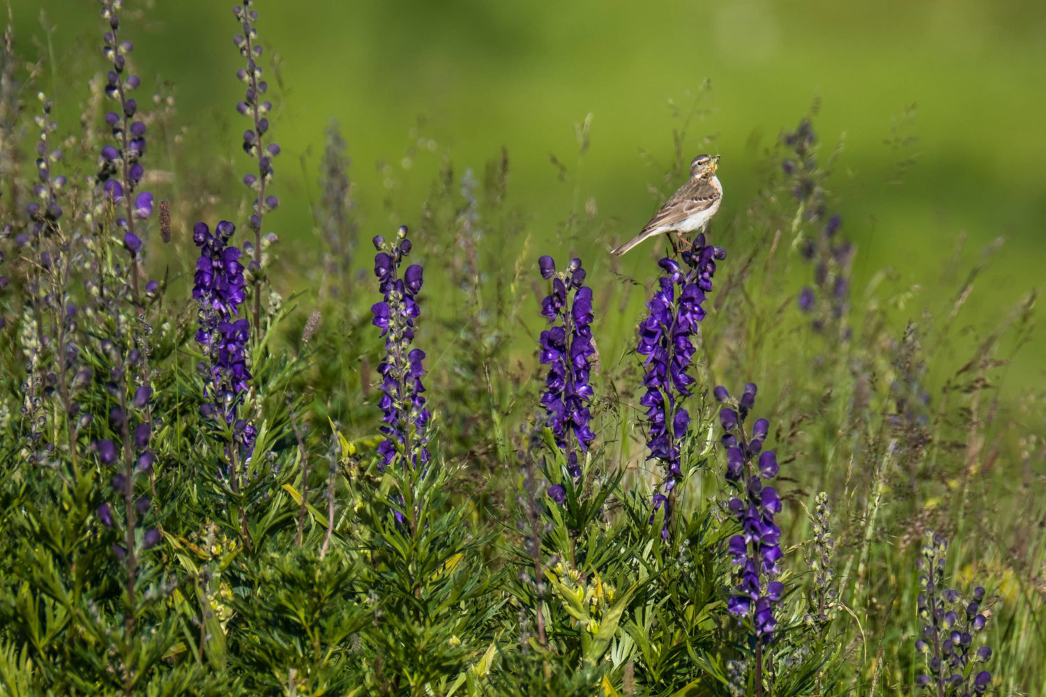 Vogel sitzt auf einer Blume und hat ein Insekt im Schnabel