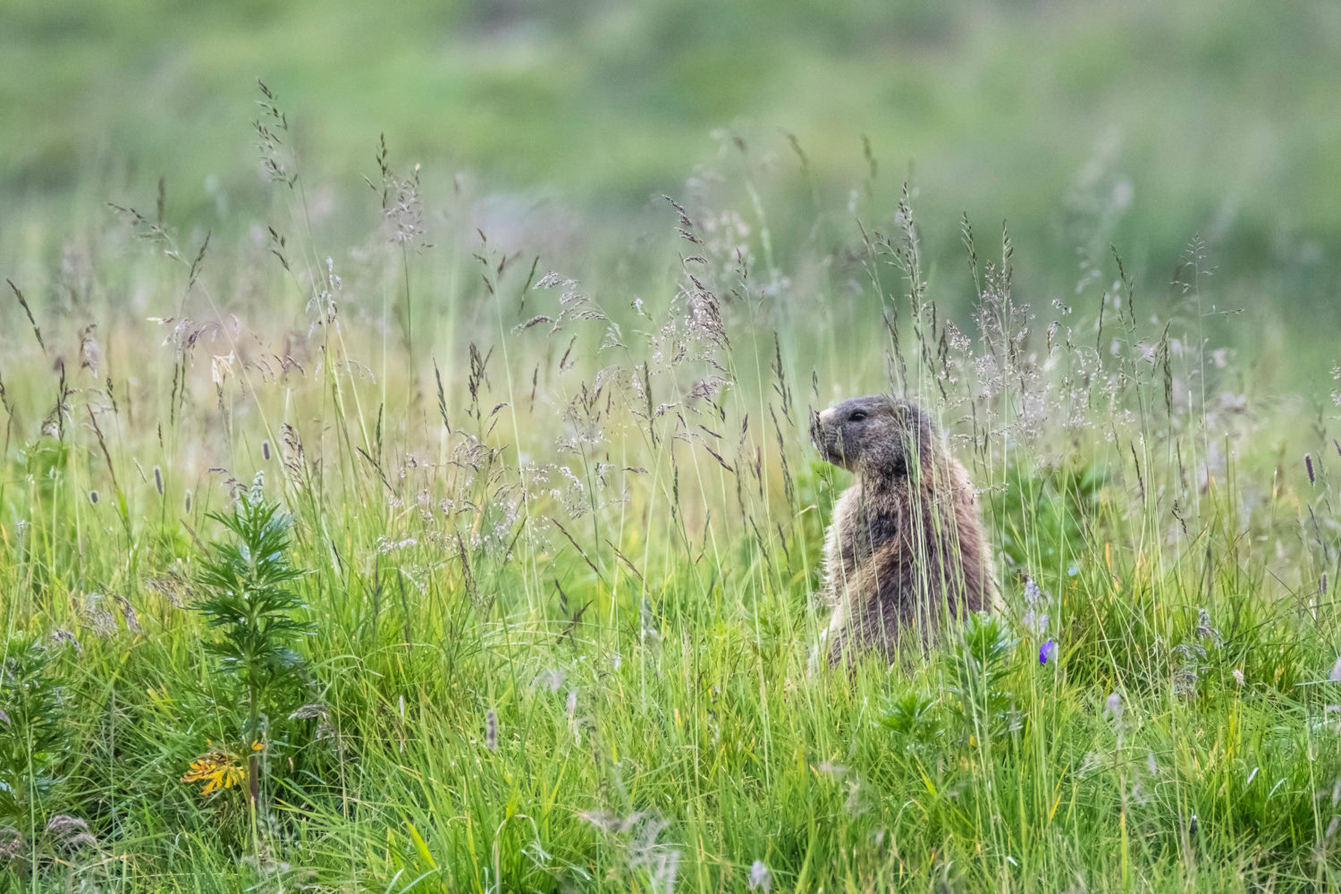 Murmeltier sitzt im Gras